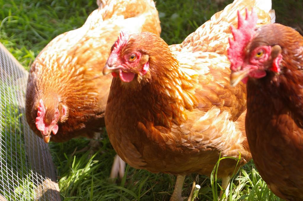 Wyke Farm 호텔 엑스민스터 외부 사진